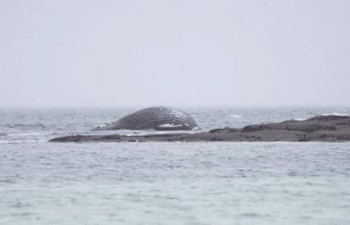 Una megattera morta è stata ritrovata sugli scogli a Réville, nella Manica