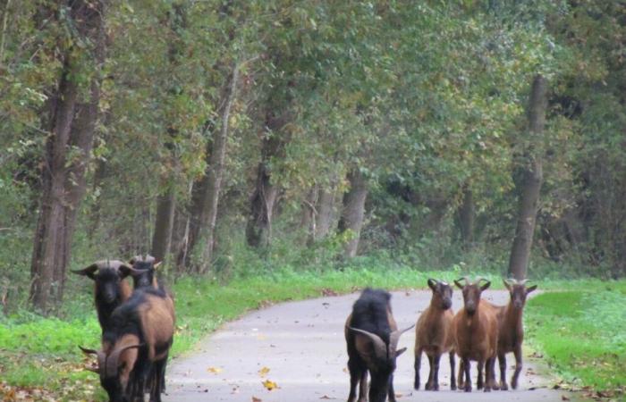 Abbandonate e abbandonate a se stesse, queste capre hanno trovato rifugio in questo villaggio dell'Oise