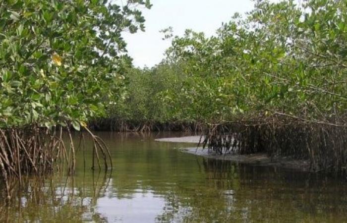 Protezione delle zone umide in Senegal: “È una barriera essenziale contro le inondazioni” (Ibrahima Gueye)