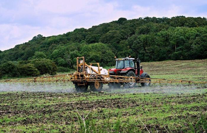 Quali sono questi nuovi pesticidi individuati nei casi di cancro alla prostata, il più comune negli uomini?