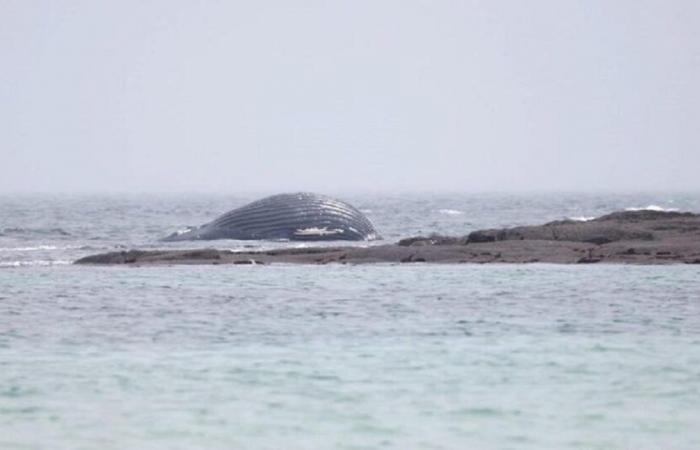 Balena trovata morta sulla spiaggia della Manica