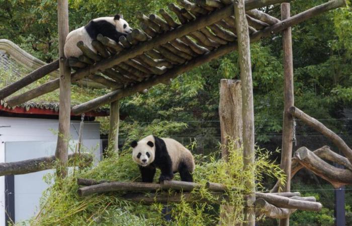 È l’ultimo giorno per ammirare Bao Di e Bao Mei, i panda nati in Belgio