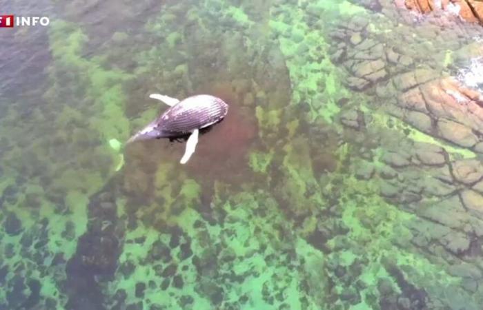 “Abbiamo potuto vedere la sua pancia gonfia”: una balena morta di otto metri si riversa sulla costa della Manica