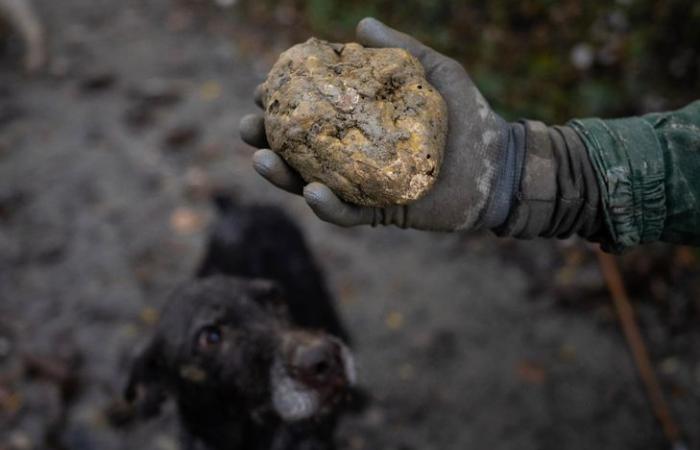 Il tartufo bianco, l’oro d’Italia minacciato dalle devastazioni del clima