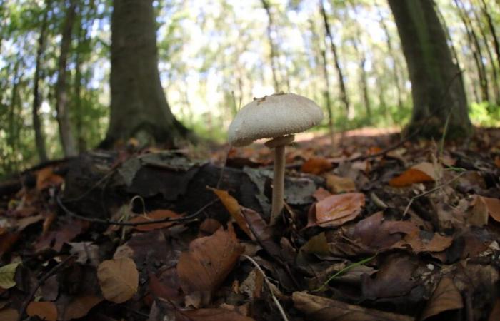 Tarn-et-Garonne: un settantenne, scomparso dopo essere andato a raccogliere funghi, ritrovato in un fosso