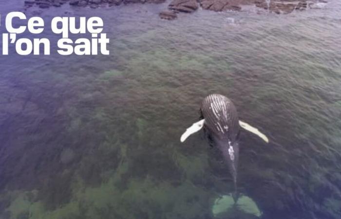 Quello che sappiamo della balena spiaggiata al largo di Réville nel Canale della Manica