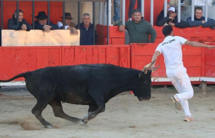 Gallargues-le-Montueux: Il biou del motto “azzurro e oro” si è trovato fianco a fianco con gli angeli