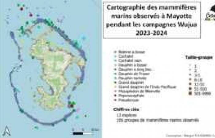 Ceta'Mercoledì di novembre: Uno sguardo indietro ad un evento dedicato alla preservazione dei cetacei a Mayotte