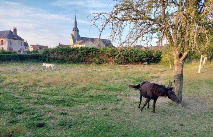 a seguire una conferenza con il Parco Naturale del Perche