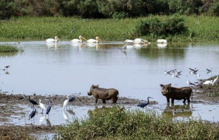 Sviluppo sostenibile: attrezzature per un valore di 40 milioni di FCFA offerte alle cooperative femminili nella riserva della biosfera del delta del fiume Senegal – VivAfrik