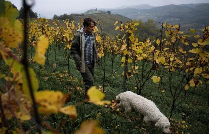 Il tartufo bianco, l'oro d'Italia minacciato dalle devastazioni del clima