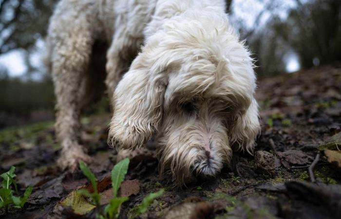 In Italia il tartufo bianco è minacciato dal clima