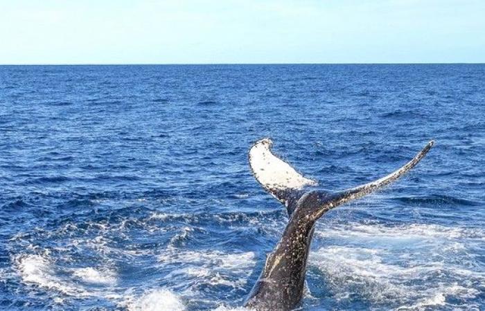 Canale: ritrovamento di una balena morta su una spiaggia – LINFO.re