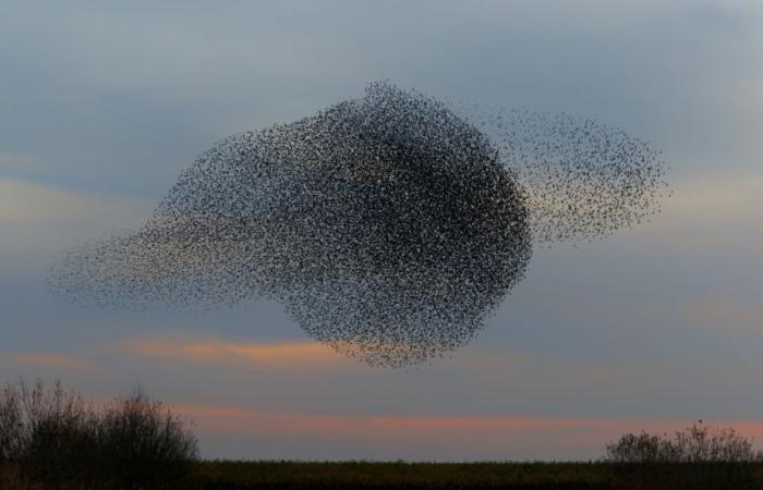 L'enigma dei “mormorii”, questi balletti aerei dove danzano la vita e la morte