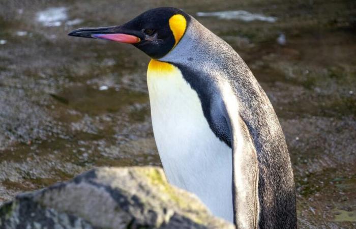 Avvistato un pinguino imperatore in Australia, a 3.500 km dall’Antartide