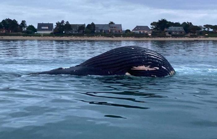 VIDEO. Una megattera spiaggiata sulla costa della Manica: cosa è successo?