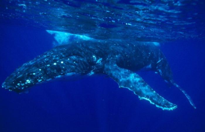 Balene nella Manica: l'animale spiaggiato questa domenica nel Cotentin è lo stesso visto nella Senna a metà ottobre?