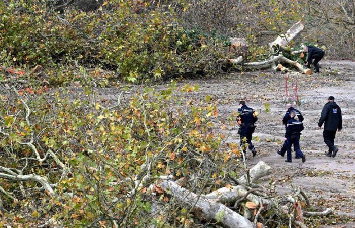 LGV Bordeaux-Tolosa: a nord di Tolosa, gli oppositori del progetto si organizzano dopo l'abbattimento di numerosi alberi