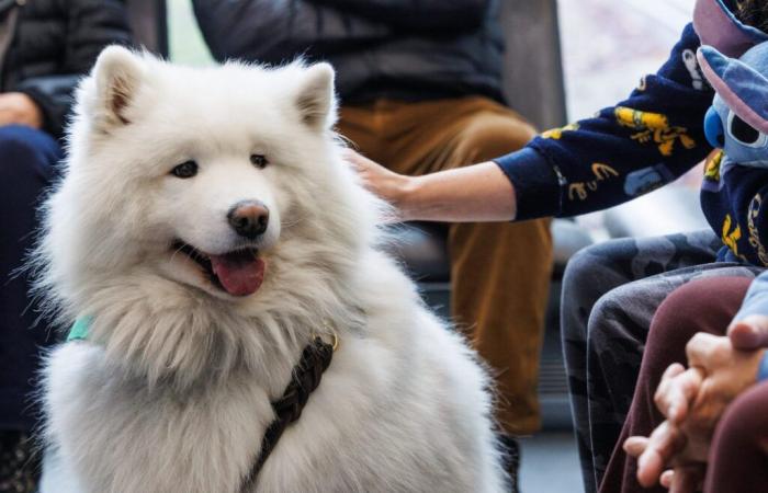 Cani da assistenza contro il cancro: i “poteri magici” di Kozak e Simba