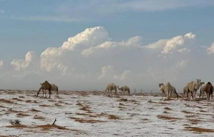 Eccezionali nevicate nel deserto dell'Arabia Saudita