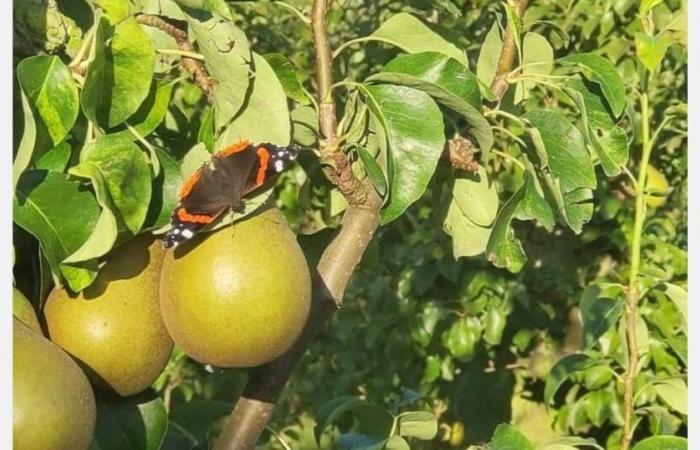 “Grandi differenze di prezzo tra la Conferenza e il Doyenné du Comice”