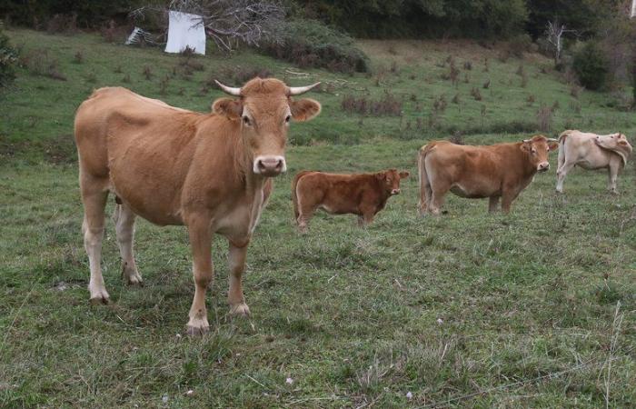 Mucche, pecore, anatre: preoccupati gli allevatori di Lot hanno messo sotto stretta sorveglianza il loro bestiame