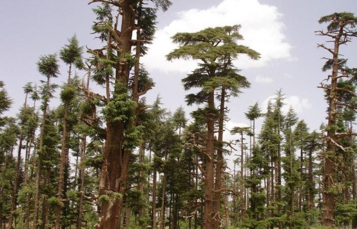 Gli scienziati si stanno mobilitando per la foresta di cedri del Marocco [INTÉGRAL]