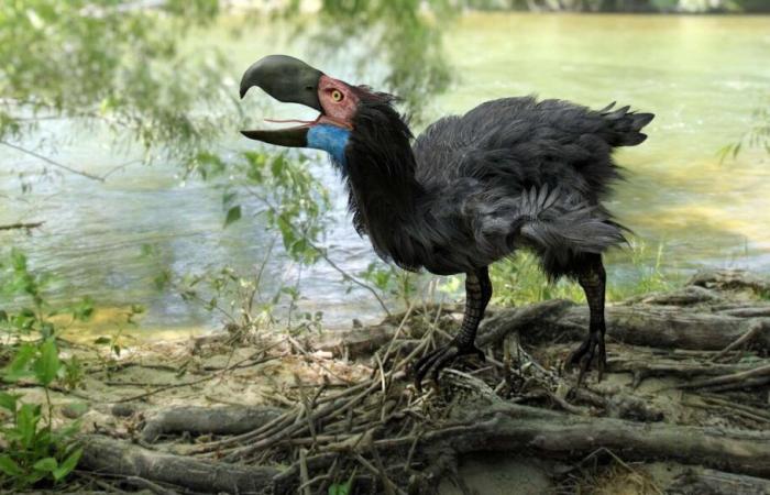 Era meglio non incontrare questo terribile uccello!