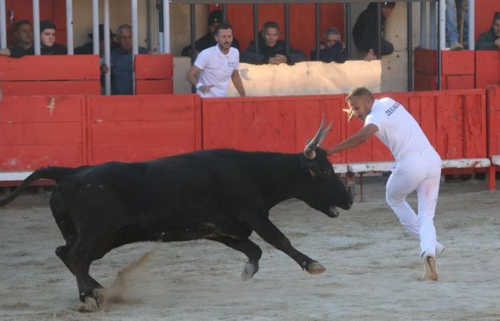 Gallargues-le-Montueux: Il biou del motto “azzurro e oro” si è trovato fianco a fianco con gli angeli