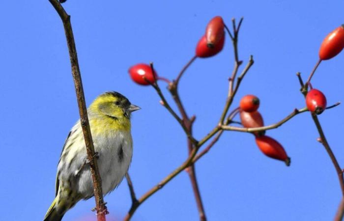 Che tempo farà a Mentone e dintorni lunedì 11 novembre 2024?