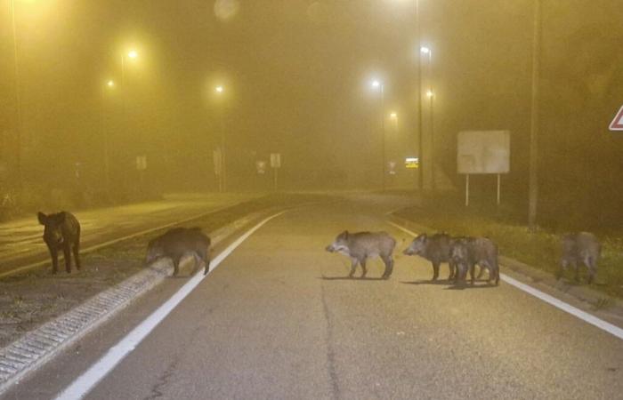 perché il cinghiale si riproduce così velocemente