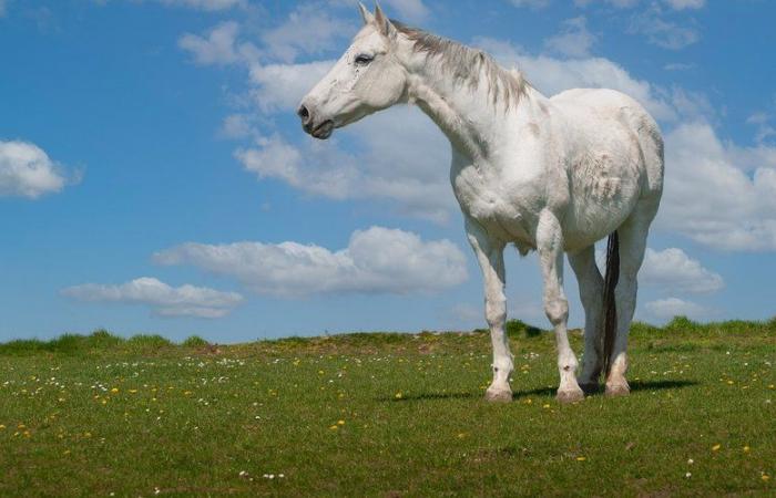 “Quello che trovo molto preoccupante è che il cacciatore sia riuscito a confondere una cavalla grigia di 1,70 m con un cinghiale”: stimato 30mila euro, ha ucciso l'animale in una proprietà privata