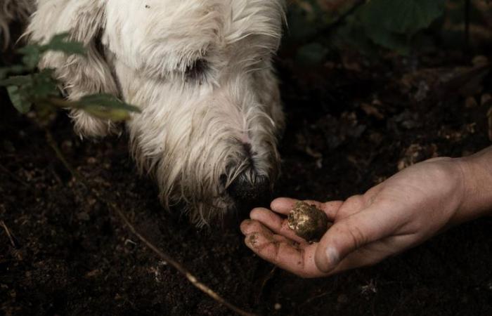 Il tartufo bianco, l'oro d'Italia minacciato dalle devastazioni del clima