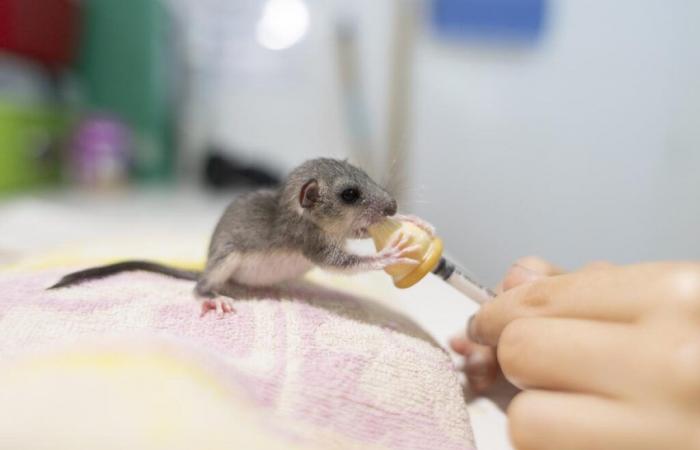 La dolcezza della giornata: il baby-ghiro afferra il biberon e si rallegra al Centro di Conservazione della Natura della Charente