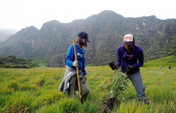 Volontari cercati per un viaggio di servizio con lo zaino in spalla nel cratere Haleakalā a Maui: Kauai Now