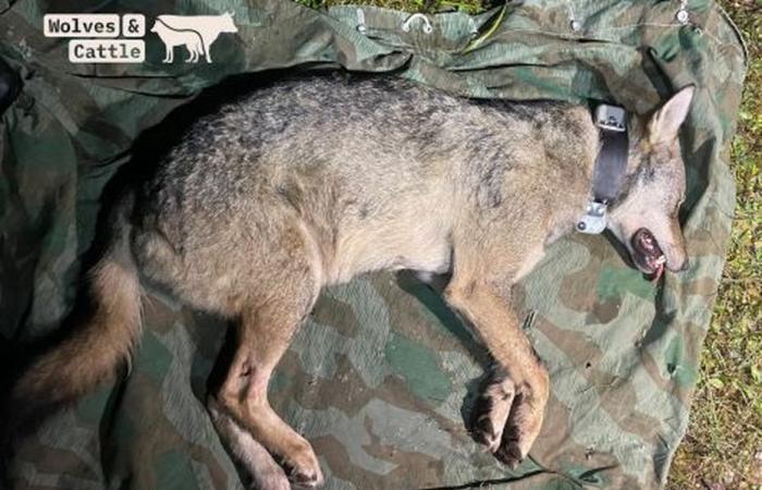 Una femmina di lupo catturata nel massiccio del Giura e dotata di collare GPS nell'ambito di un progetto di ricerca svizzero