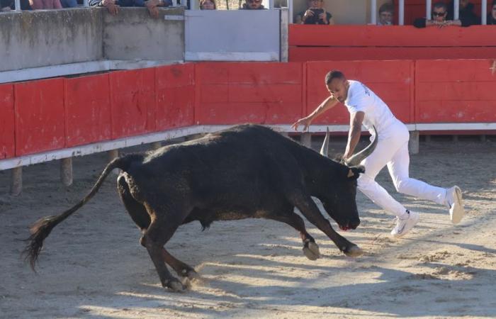 Gallargues-le-Montueux: Il biou del motto “azzurro e oro” si è trovato fianco a fianco con gli angeli