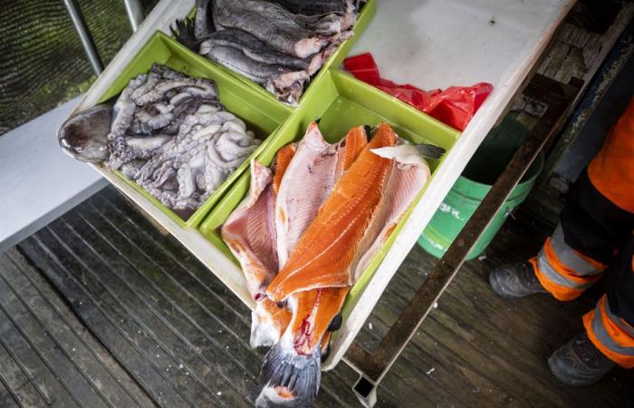 Salmone d’allevamento presto nel vostro piatto