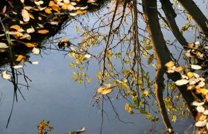 Bollettino meteorologico. Che tempo è questo lunedì 11 novembre in Alta Francia?