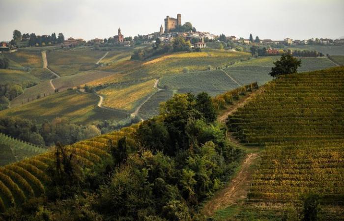 Il tartufo bianco, l’oro d’Italia minacciato dalle devastazioni del clima