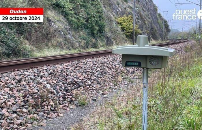 VIDEO. Nella Loira Atlantica, spaventapasseri per evitare collisioni tra treni e animali