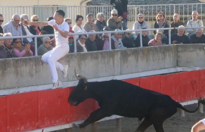 Gallargues-le-Montueux: Il biou del motto “azzurro e oro” si è trovato fianco a fianco con gli angeli