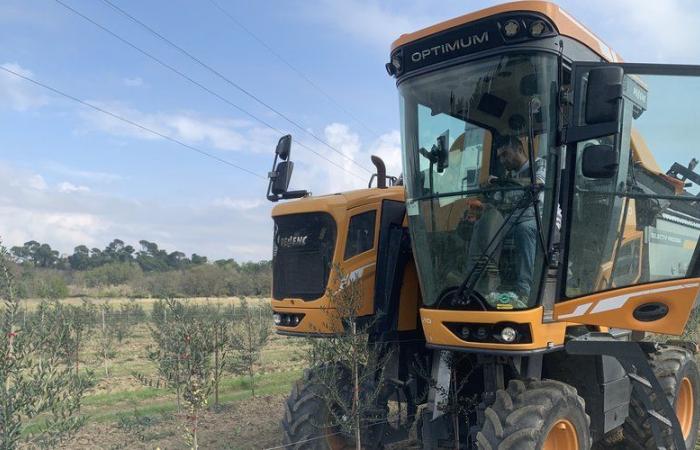 Sviluppo dell'olivicoltura nell'Aude: Oil'live Green lancia la sua prima raccolta di olive a Berriac