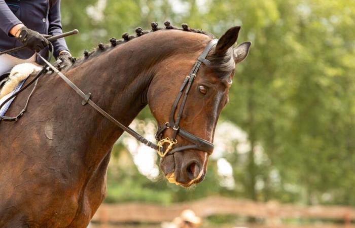 Una cavalla da competizione uccisa a Nièvre da un cacciatore, aperta un'indagine