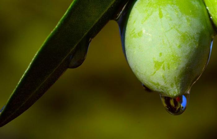 Tunisia: calo dei prezzi dell’olio d’oliva