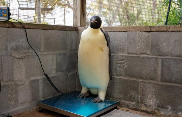 Dopo un viaggio di 3.400 chilometri: il pinguino da record ora deve mettere su muscoli Notizia