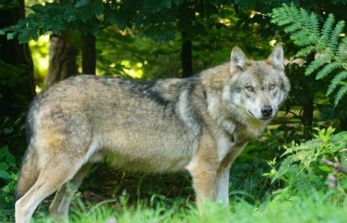 Lupo, sei lì? Un lupo in Gironda!