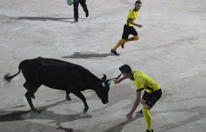 “Intervilles senza mucche, è una partita di calcio senza pallone”: il ritorno dello show si divide sulla questione animali