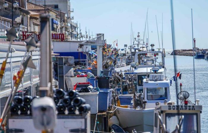 Sforzo di pesca, uscita della flotta… di fronte alle difficoltà dei pescatori di Grau-du-Roi, il ministro è atteso venerdì al Gard