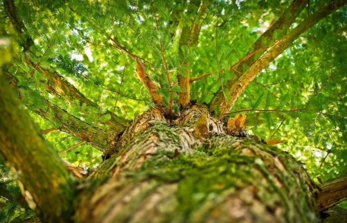 il Dipartimento pianta 142 alberi lungo le sue strade